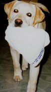 Picture of a dog